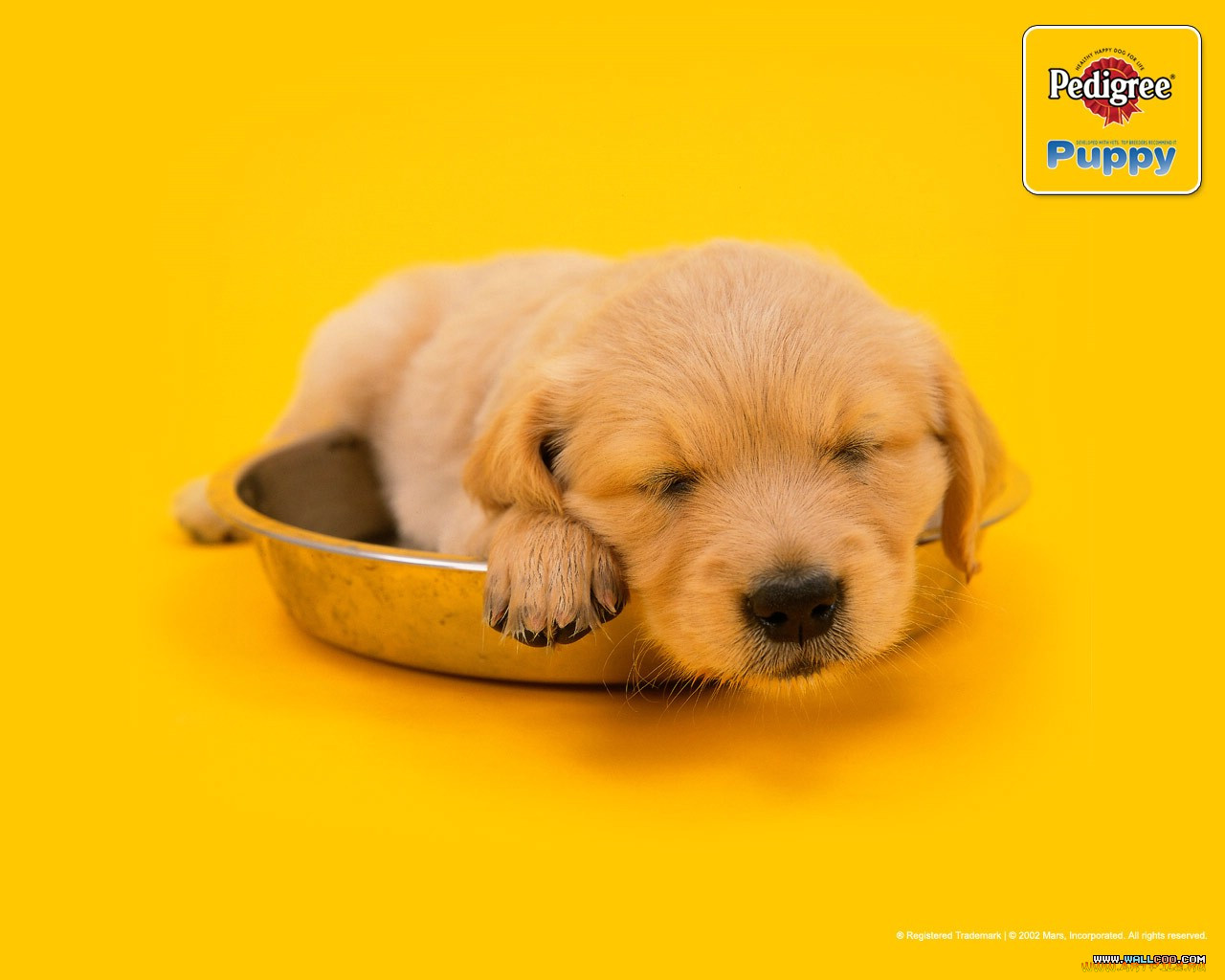 , pedigree